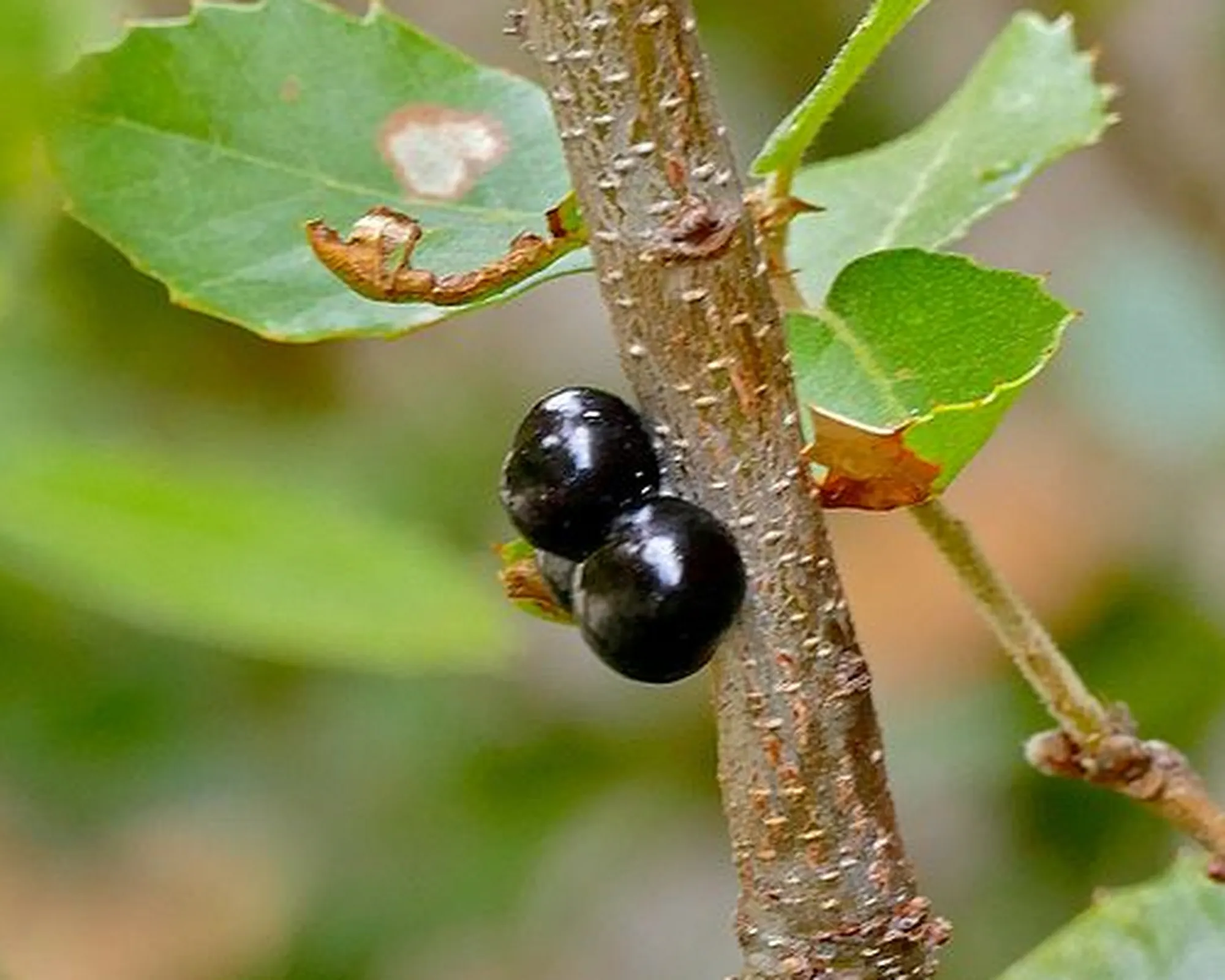 A Scale Insect on Holm Oak