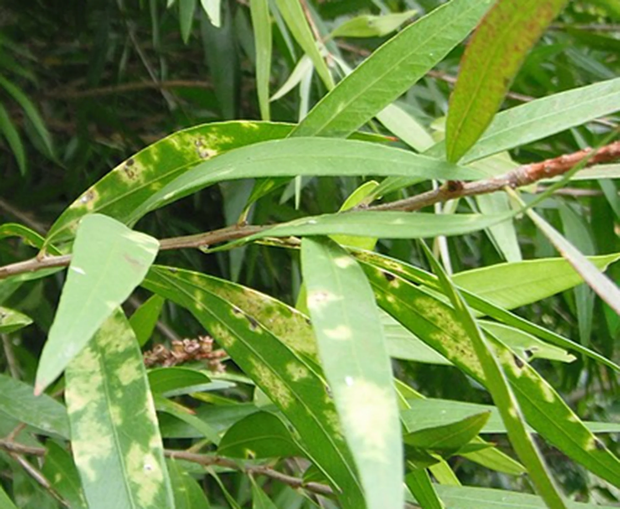 Scale insect damage on Paperbark Bottlebrush