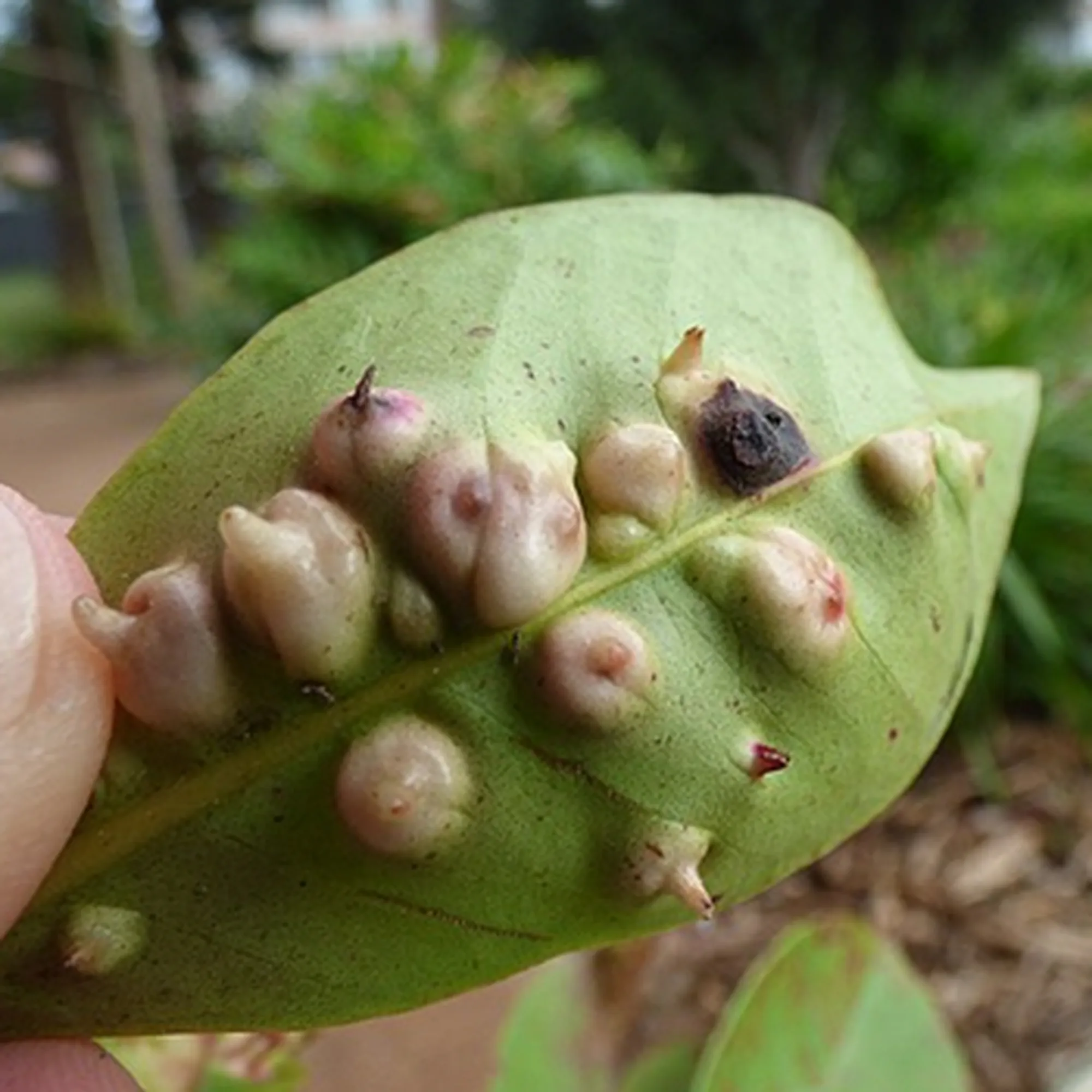 damage from biocontrol scale Tectococcus ovatus
