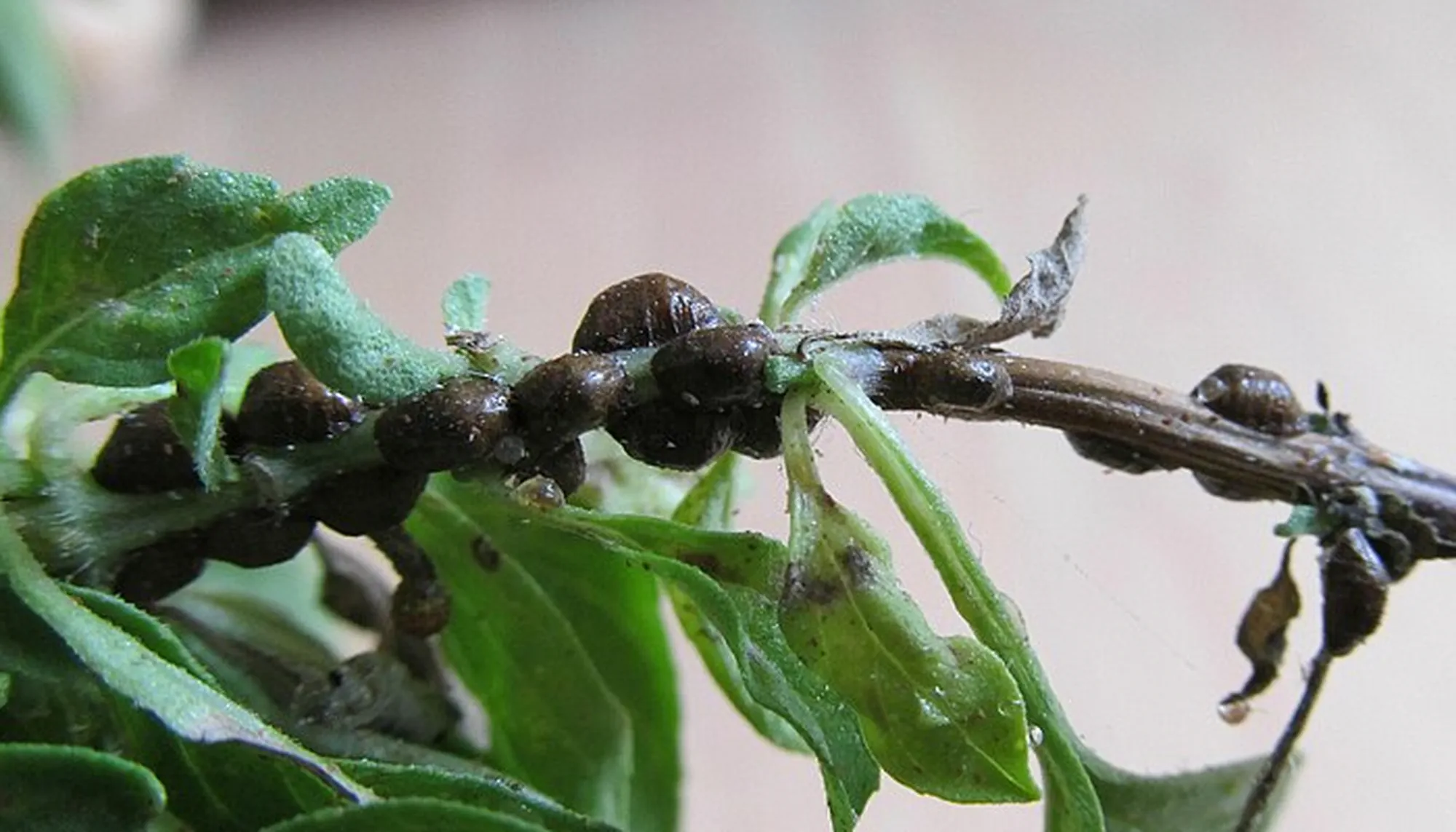 Scale Insects coccids on Thai Basil