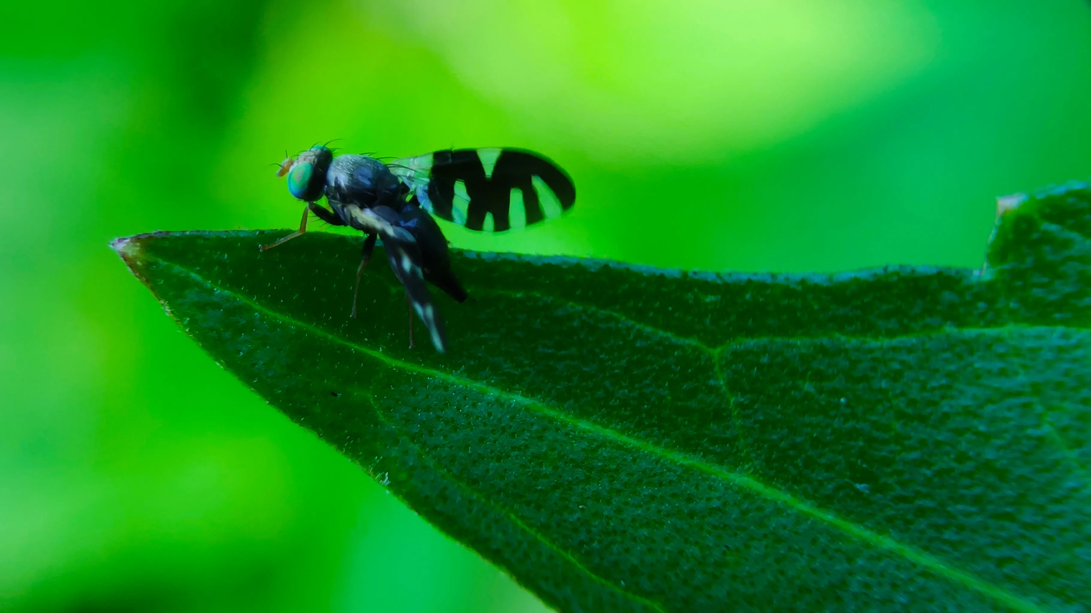Walnut Husk Fly