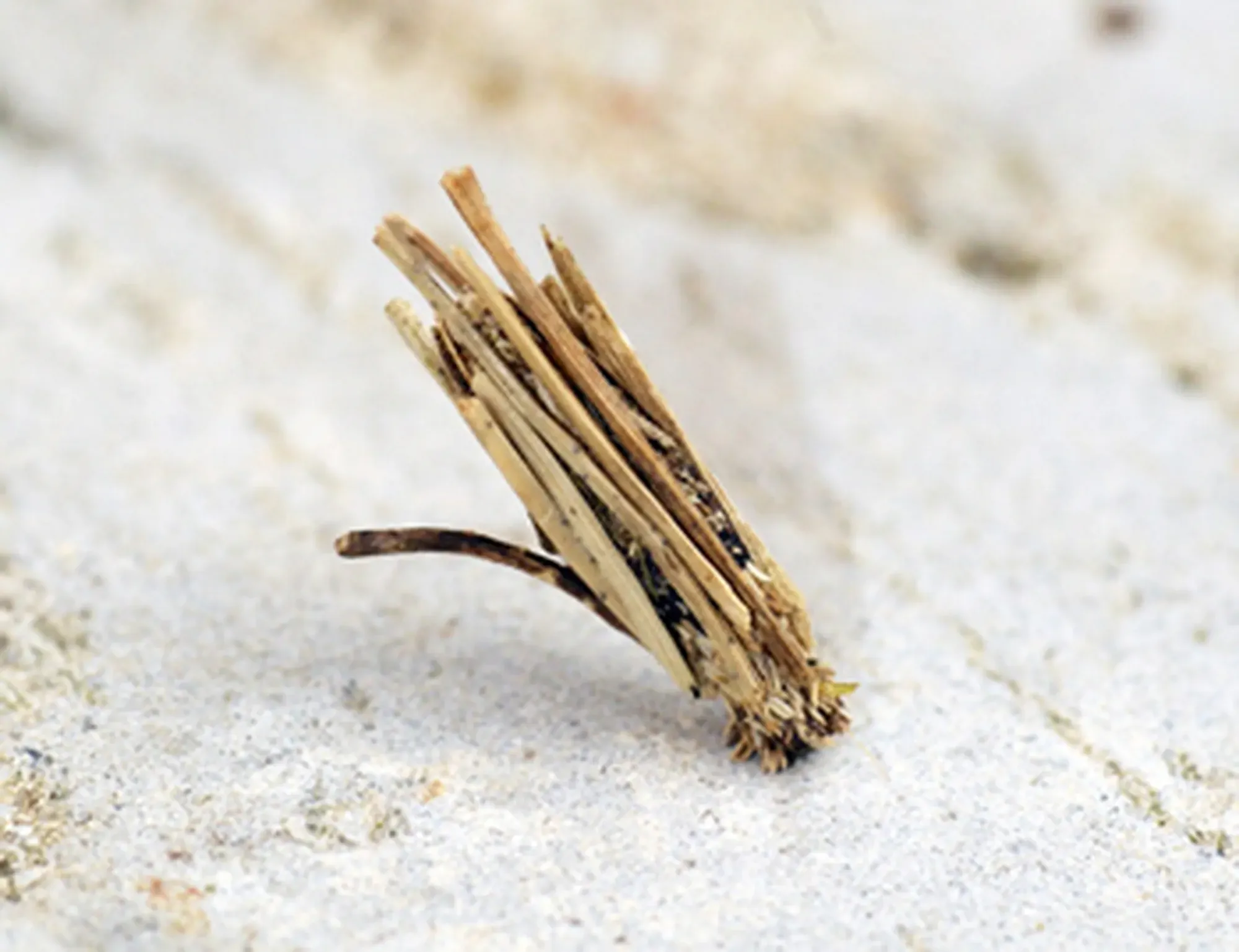 a bagworm lava