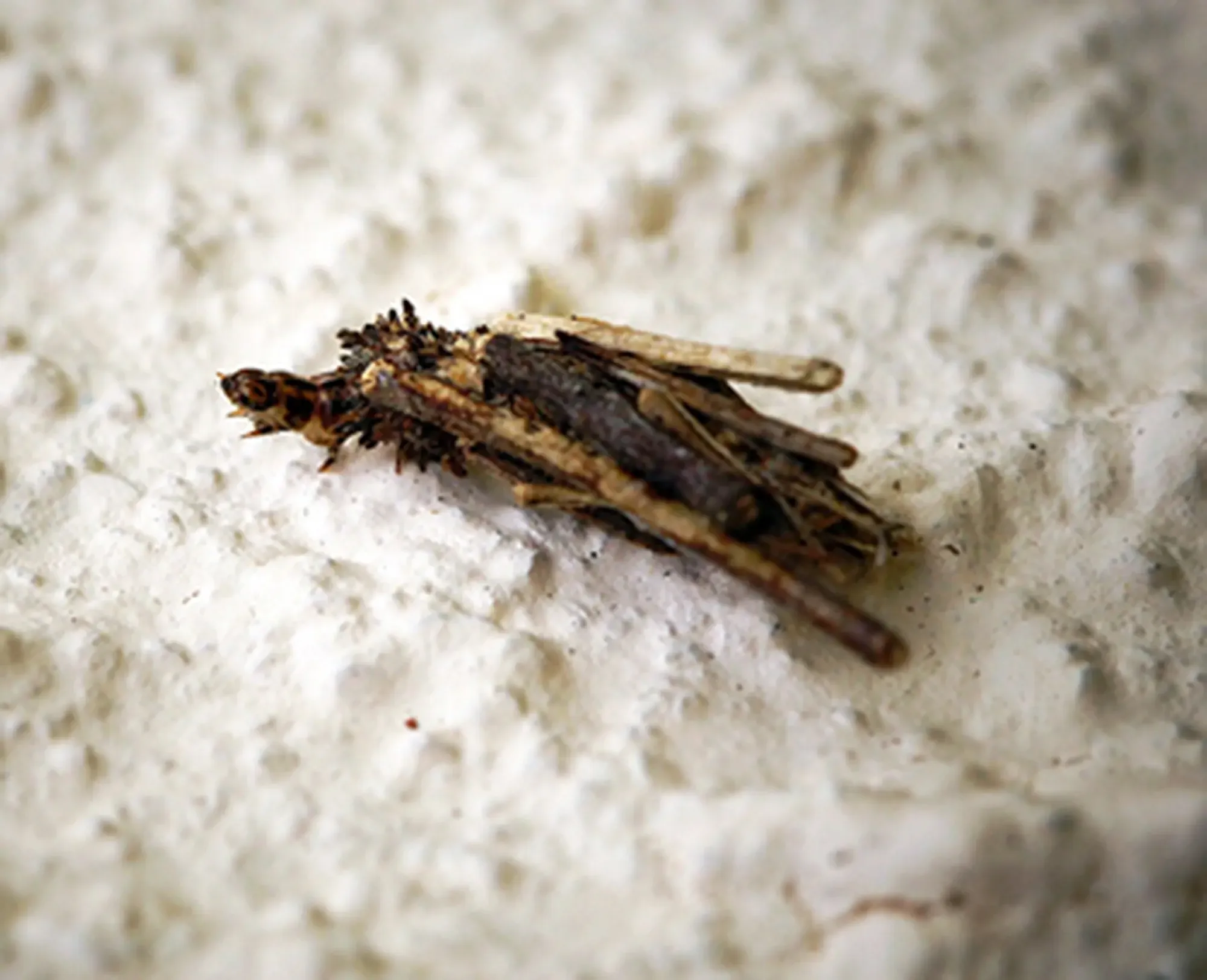 a bagworm lava