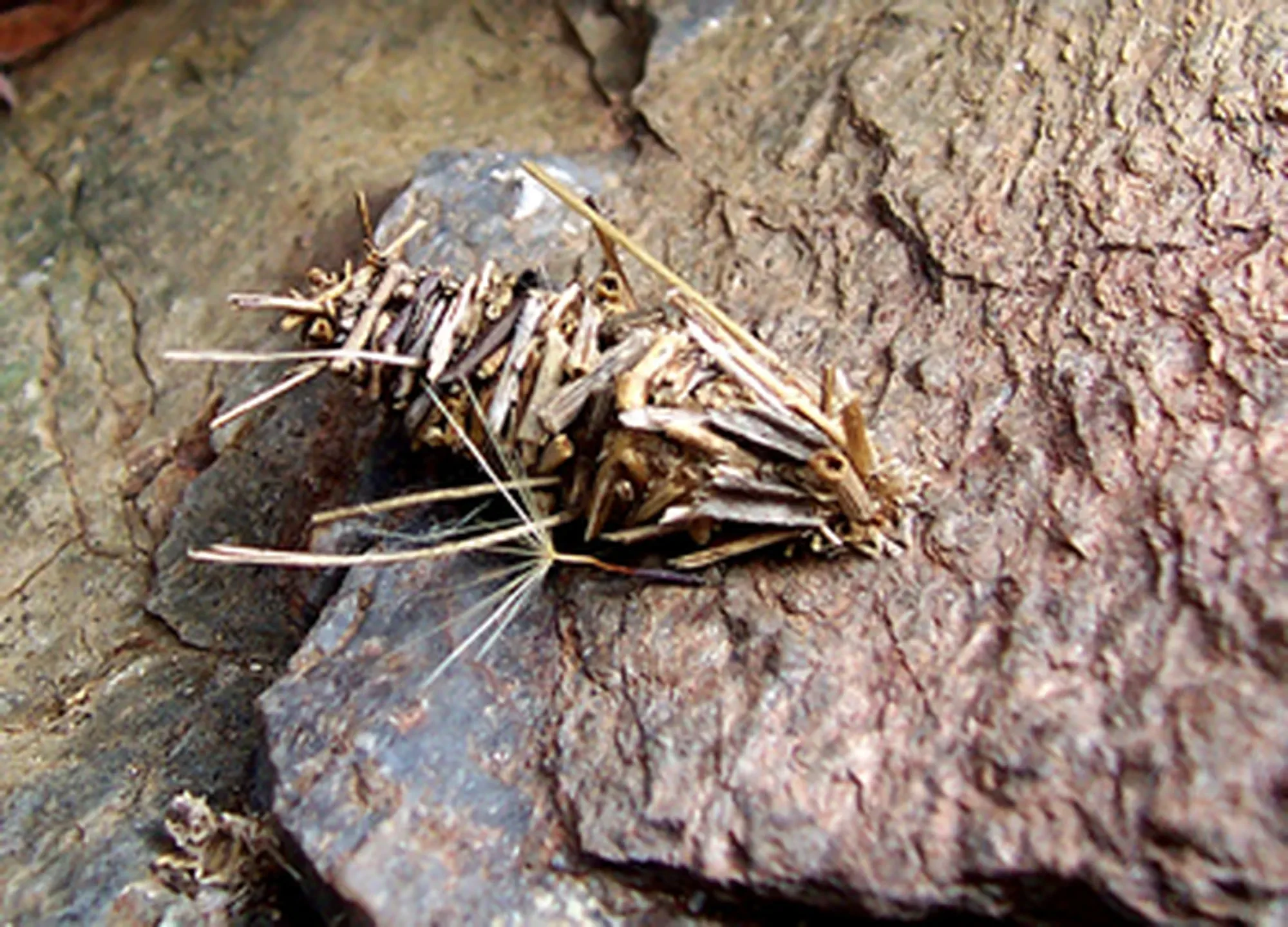 a bagworm lava