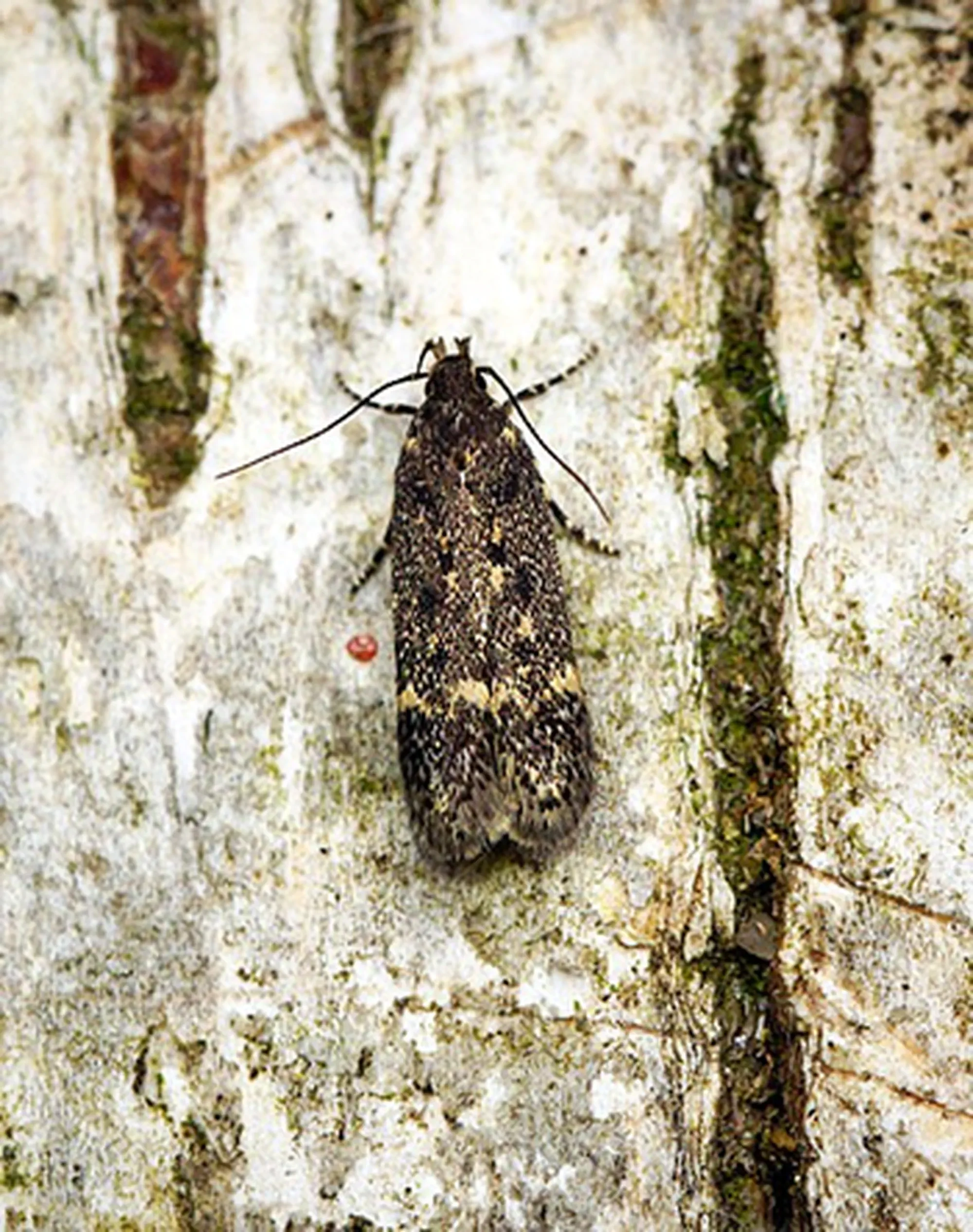 a bagworm moth