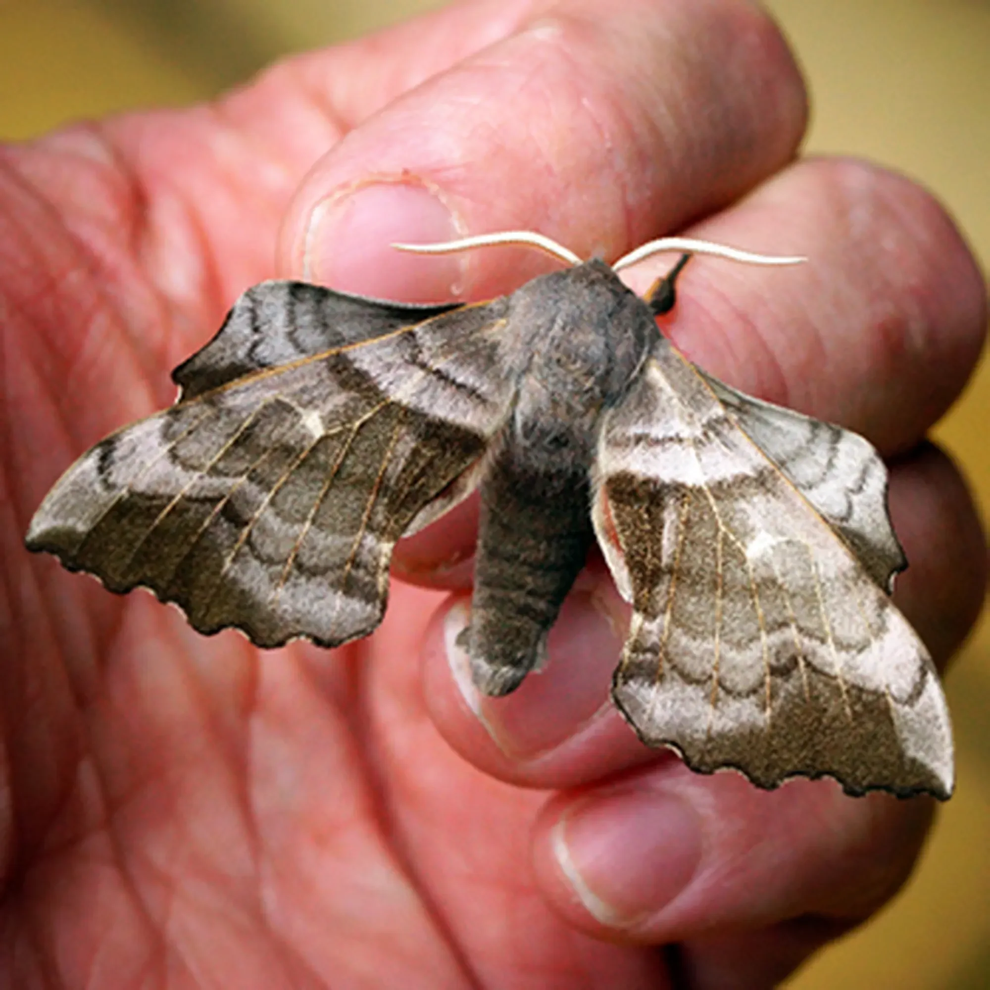 a bagworm moth