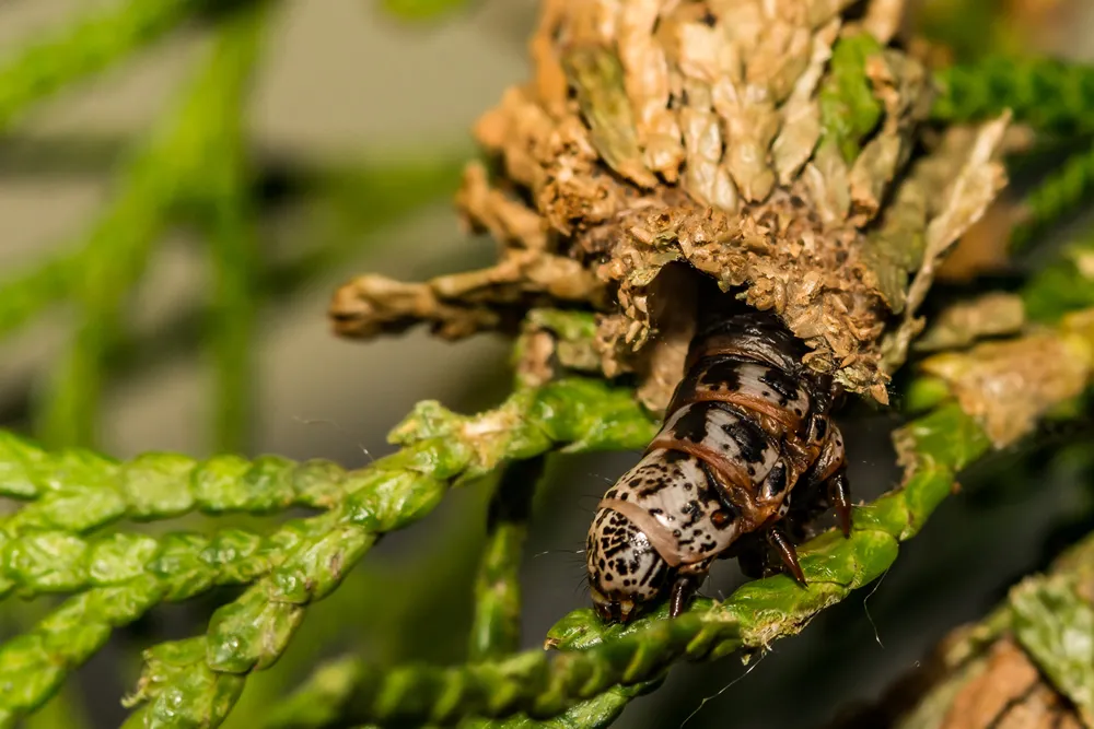 Evergreen Bagworm (Thyridopteryx ephemeraeformis)
