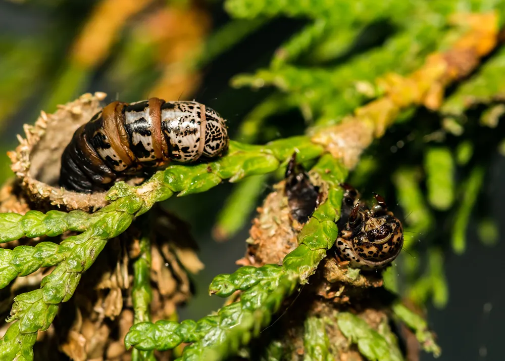 Evergreen Bagworm (Thyridopteryx ephemeraeformis)