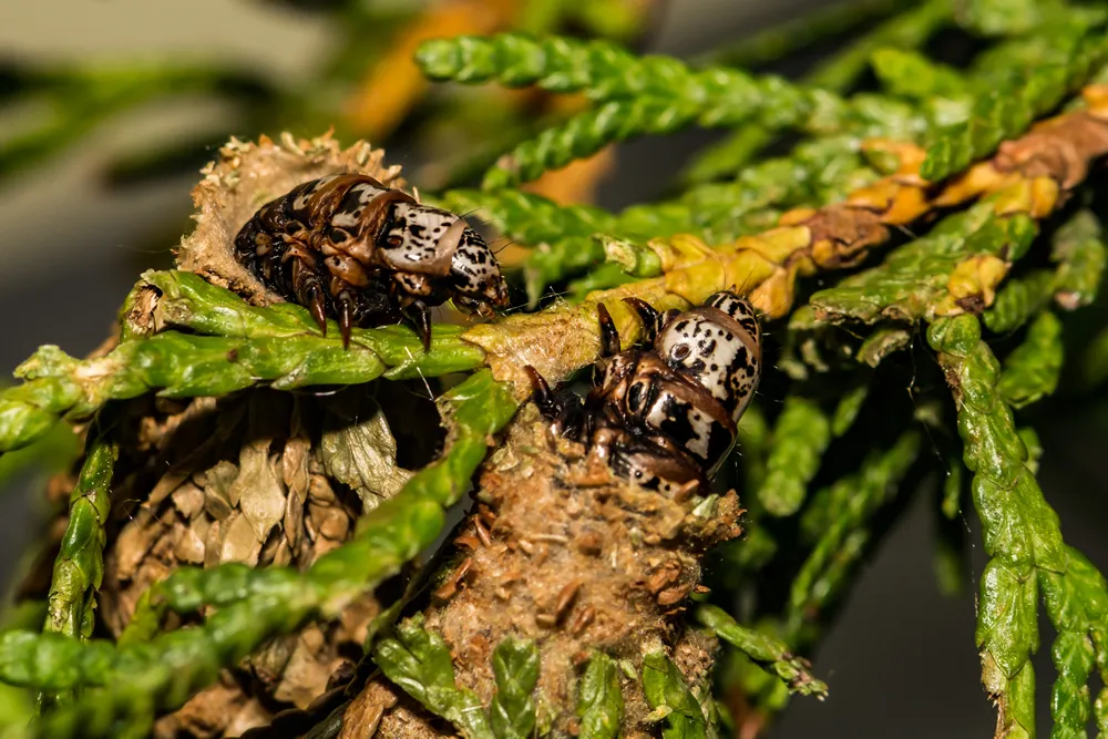 Evergreen Bagworm (Thyridopteryx ephemeraeformis)