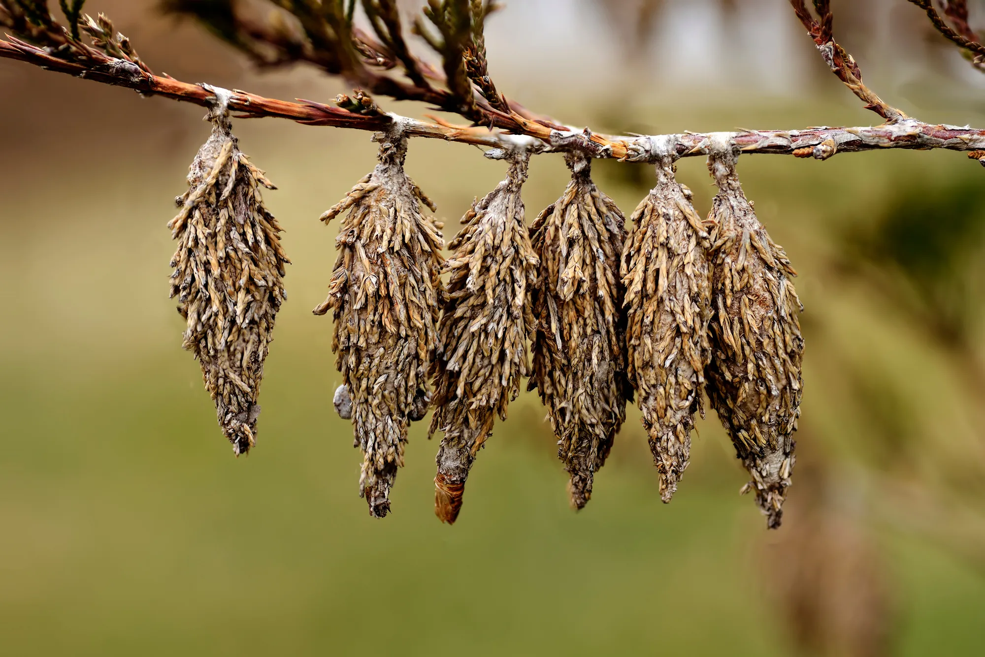 Bagworm. Cocoons of the Bagworm moth (Thyridopteryx ephemeraeformis of the Psychidae family) on a branch of eastern red cedar (Juniperus virginiana)