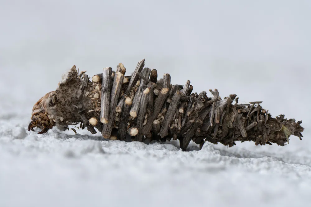 Gusano canasto bagworm moth stick worm