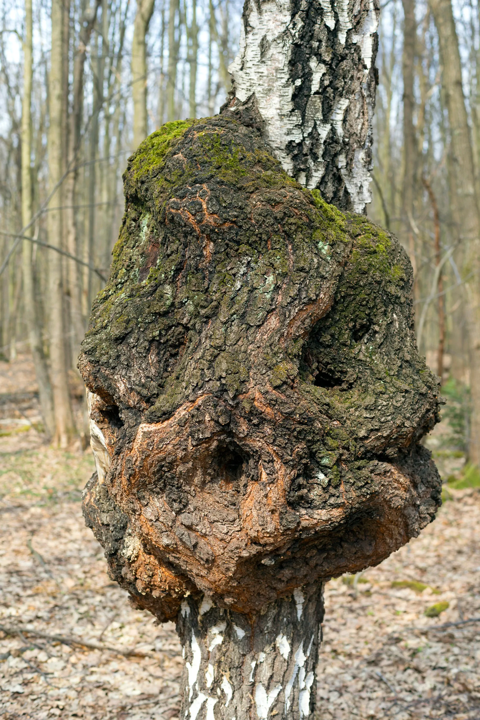 The painful degeneration of a birch tree trunk in the form of an ugly growth symbolizes a malignant disease of the human body - a cancer, which is death