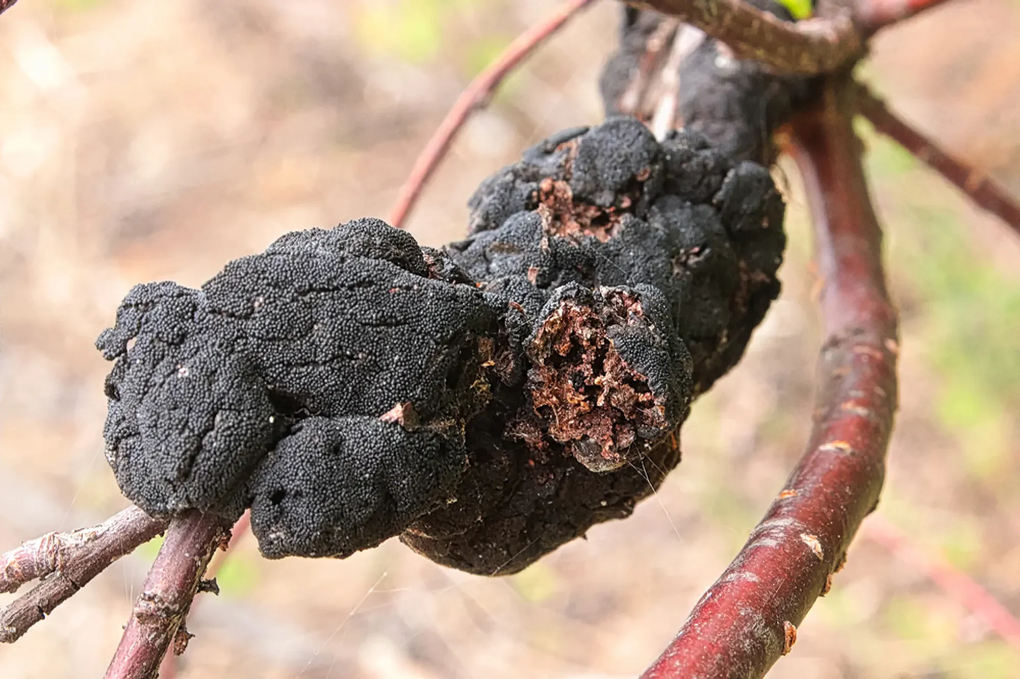 A macro view of Blackknot disease on a branch