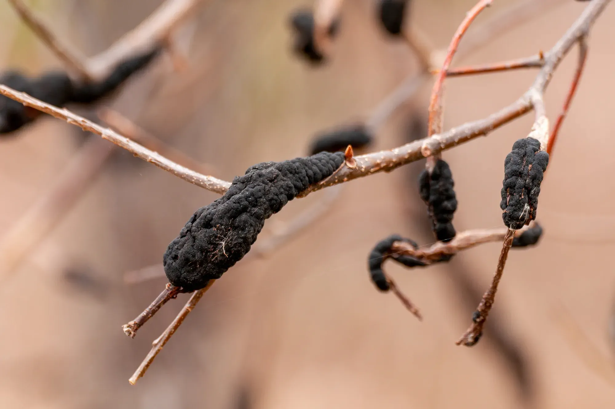 Black Knot fungal disease in the purple leaf plum tree