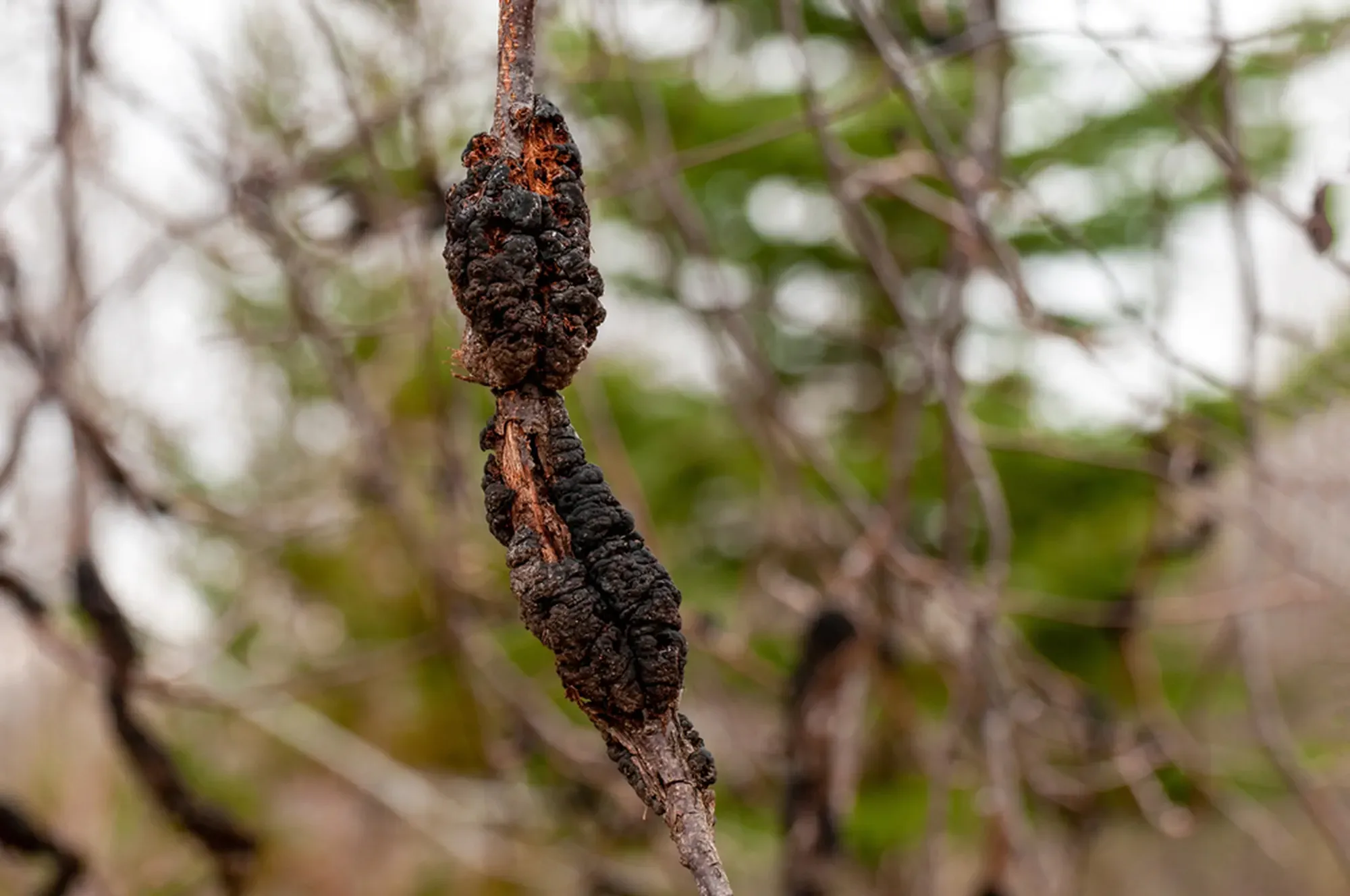 Black Knot fungal disease in the purple leaf plum tree
