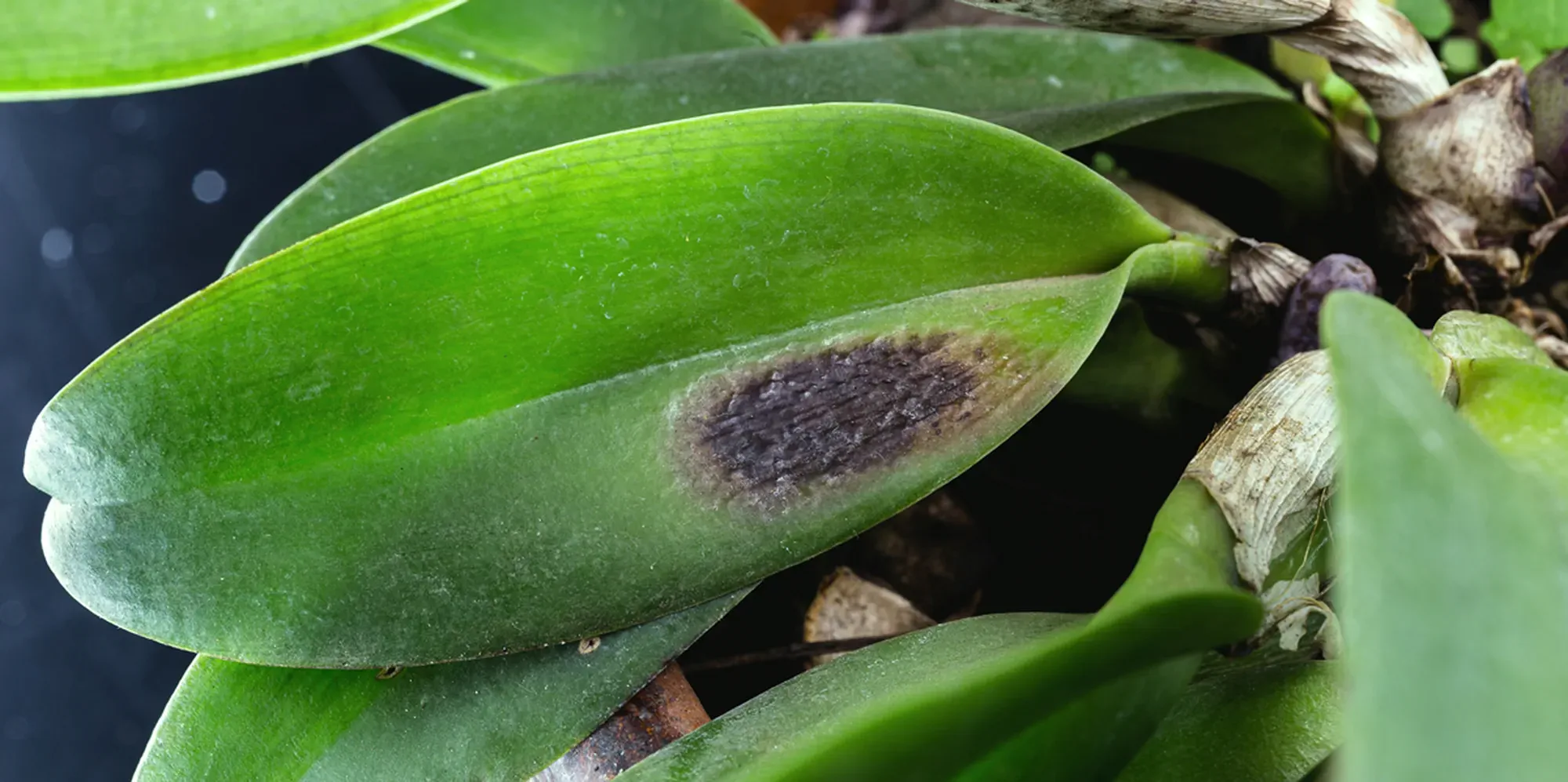 detail of sick orchid, nursery contaminated with fungi and bacteria. Black spot disease or rot, bract, leaf axils and visible pseudo bulbs