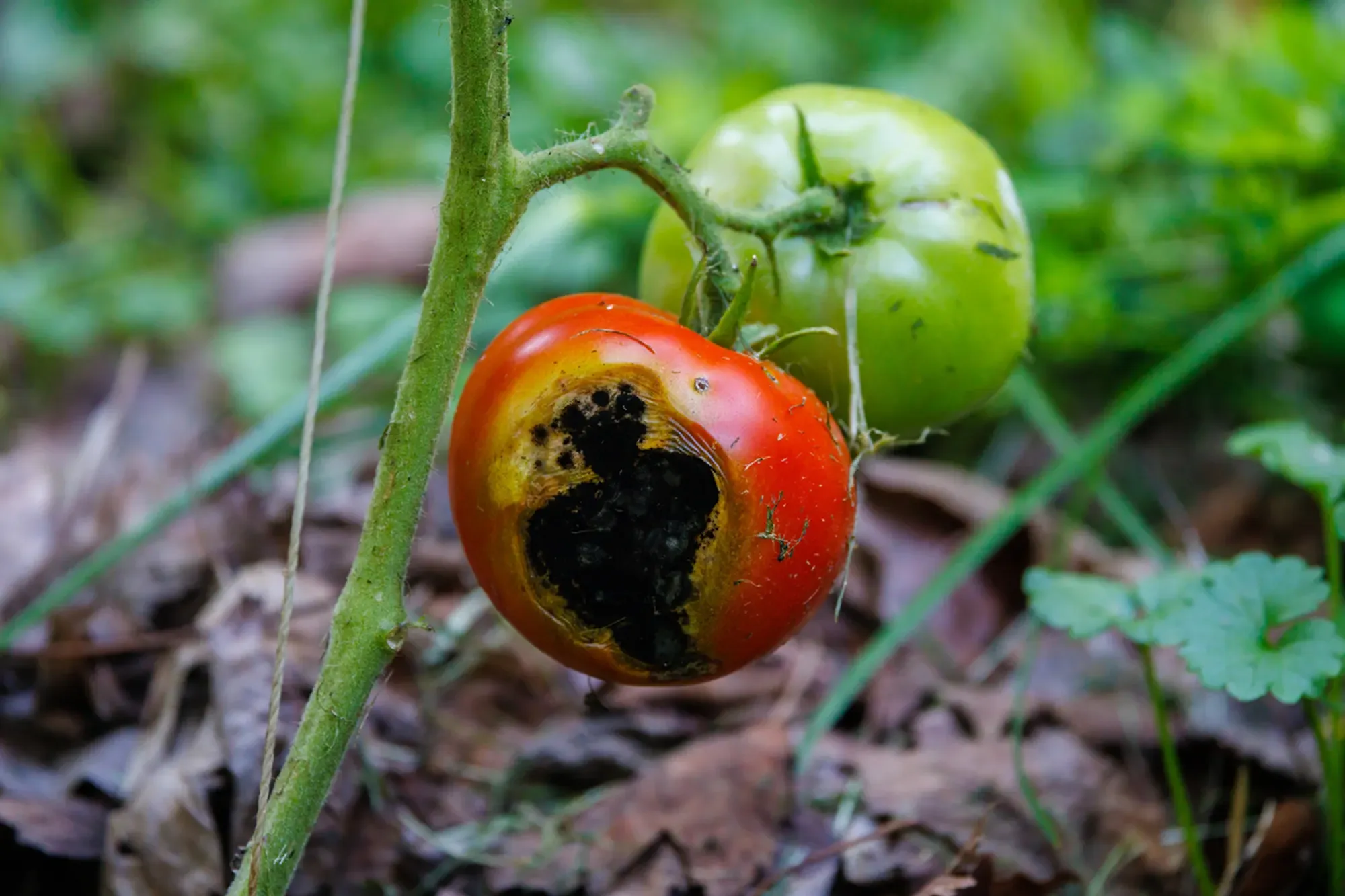 Garden tomato affected with a Black Rot fungal disease