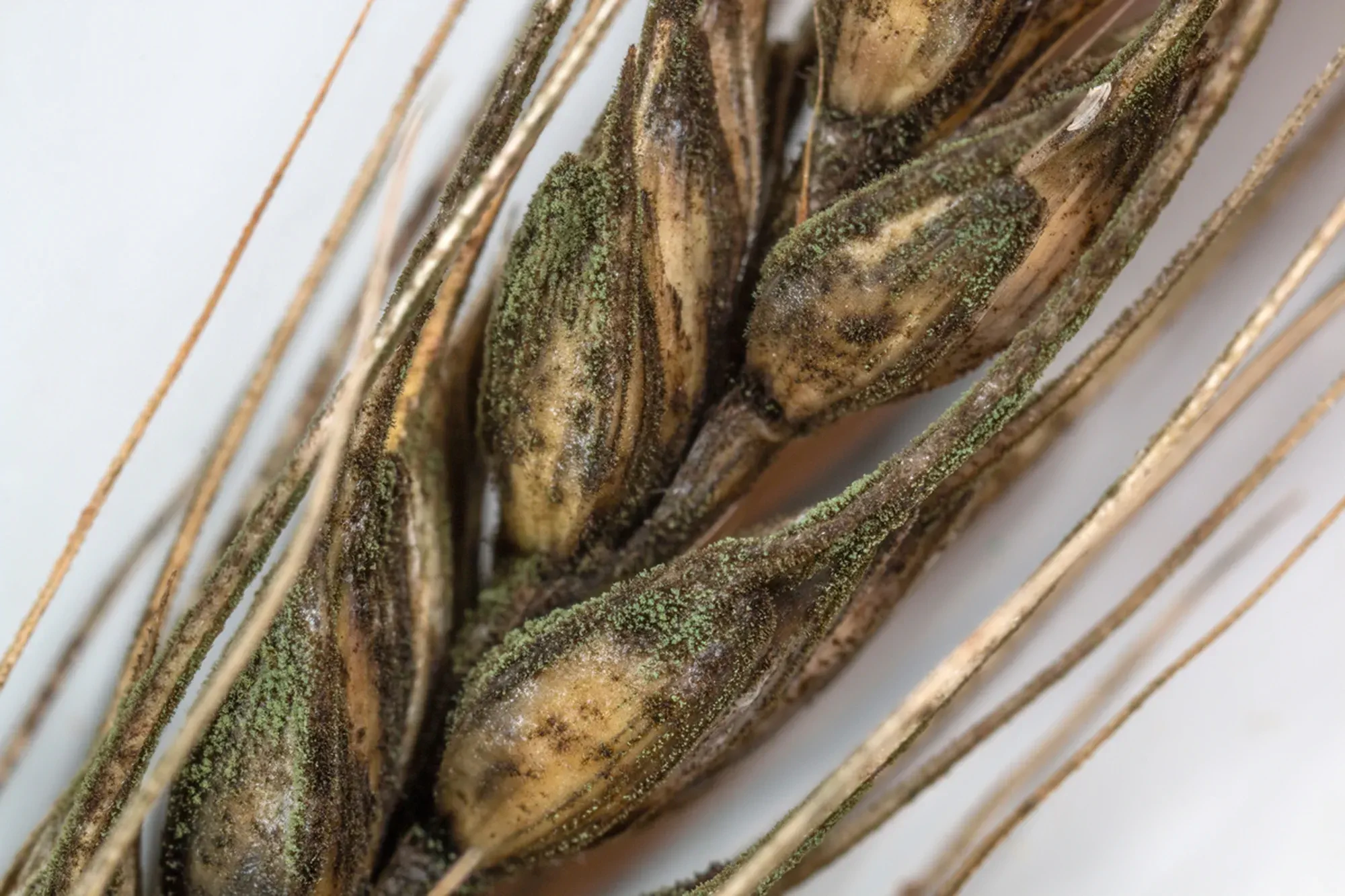 fungal diseases - black mold on a grain ear - grain disease - an agricultural problem