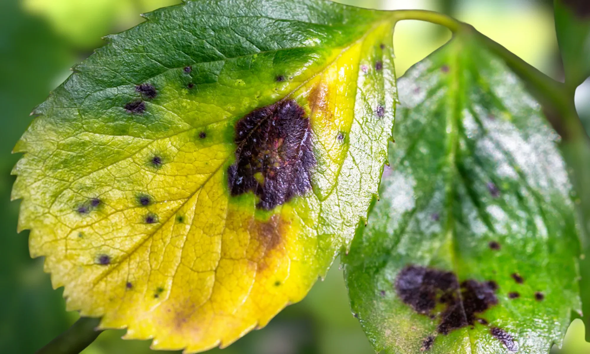 Diseases black rot on grape fruits. Oidium and Powdery mildew of grape. Selective focus. Topic - diseases and pests of fruit trees and grapes, control of plant diseases. Fungal disease of grapes.