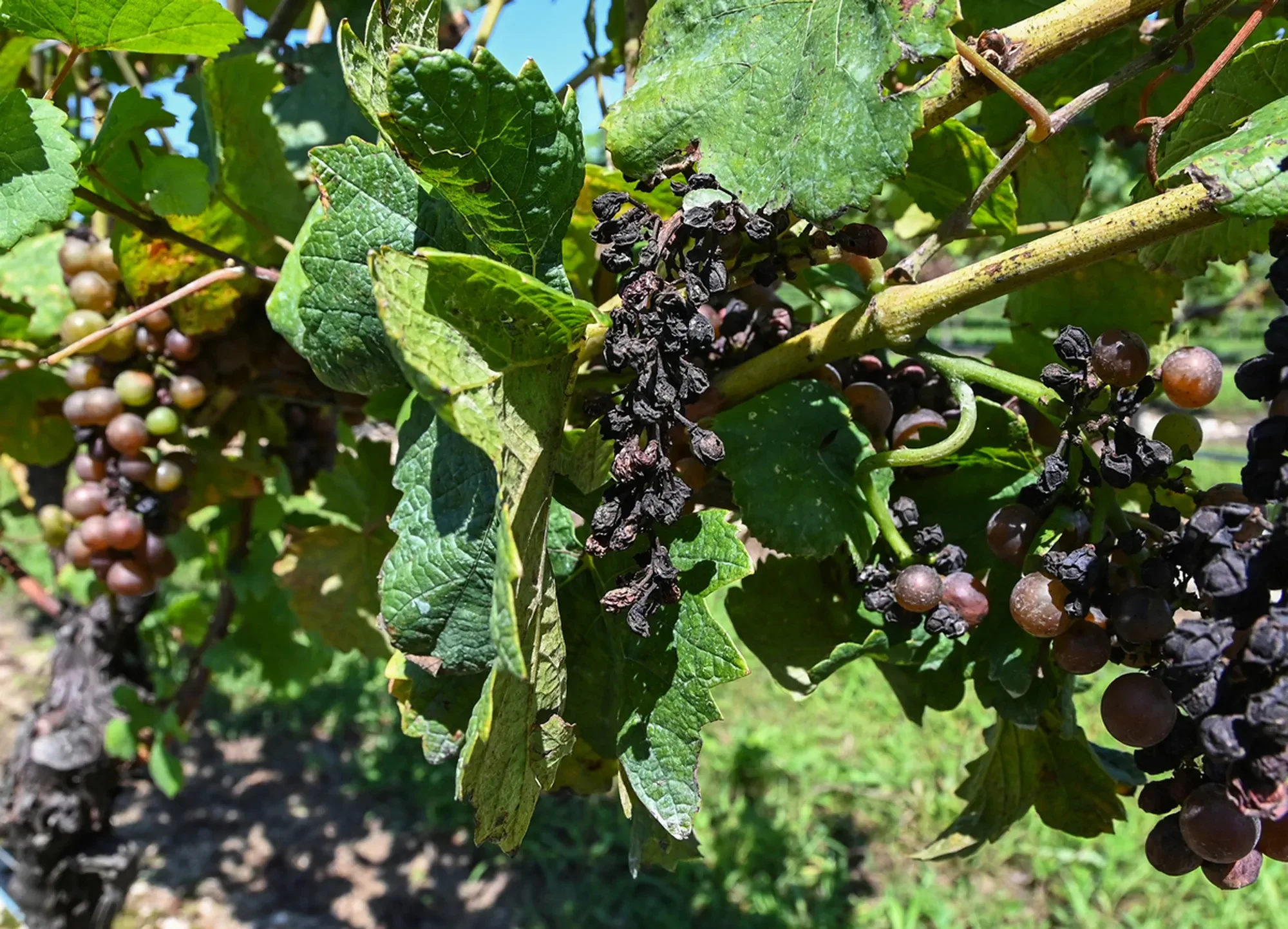 Black rot effecting Wine grapes with a fungal disease while they were ripening on the vine, the effected grapes are dehydrated and still on the vine in a vineyard on the North Fork of Long Island, NY
