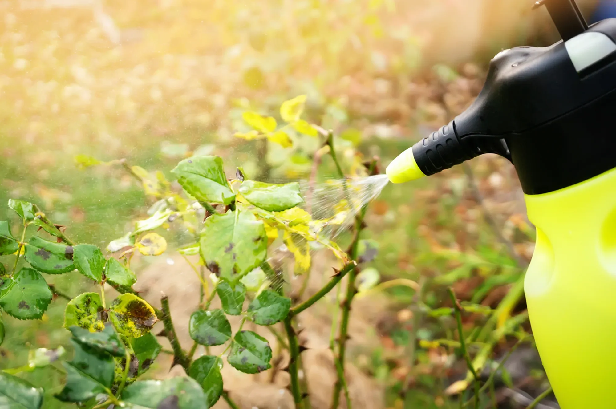 Treatment of affected rose plants with fungicides from a spray gun. Care of garden plants