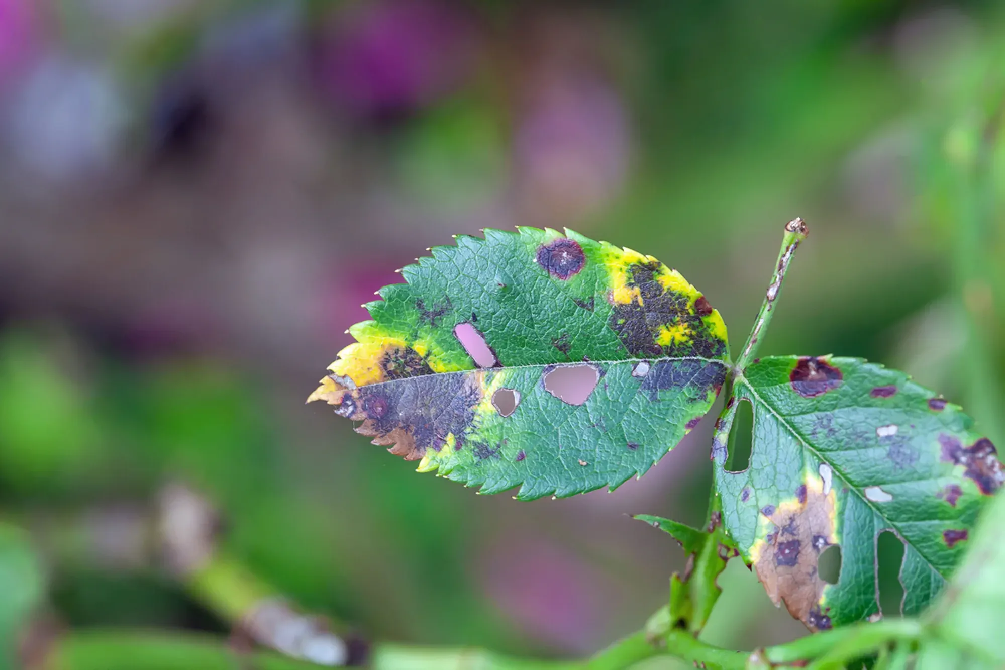A rose leaf with black spot disease, Diplocarpon rosa