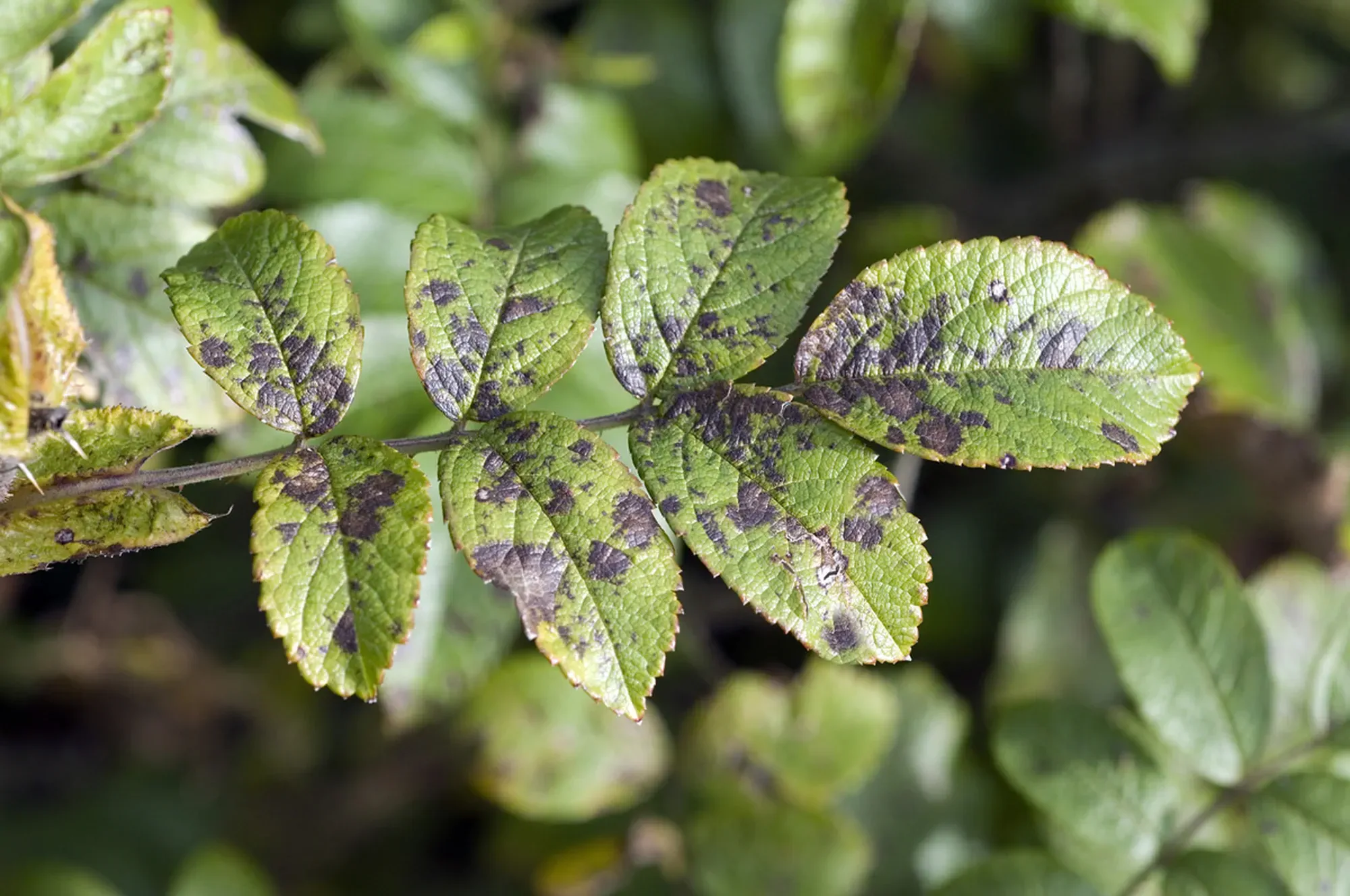 Blackspot; Diplocarpon; rosae