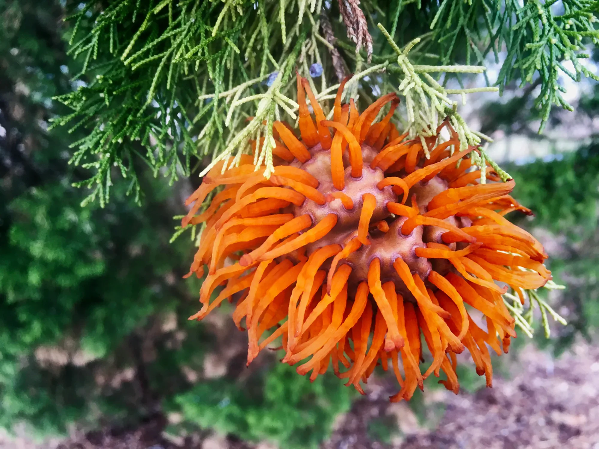 Wild bizarre fungus. Cedar-apple rust on a cedar tree in North Carolina. Alien like or sci-fi like appearance.