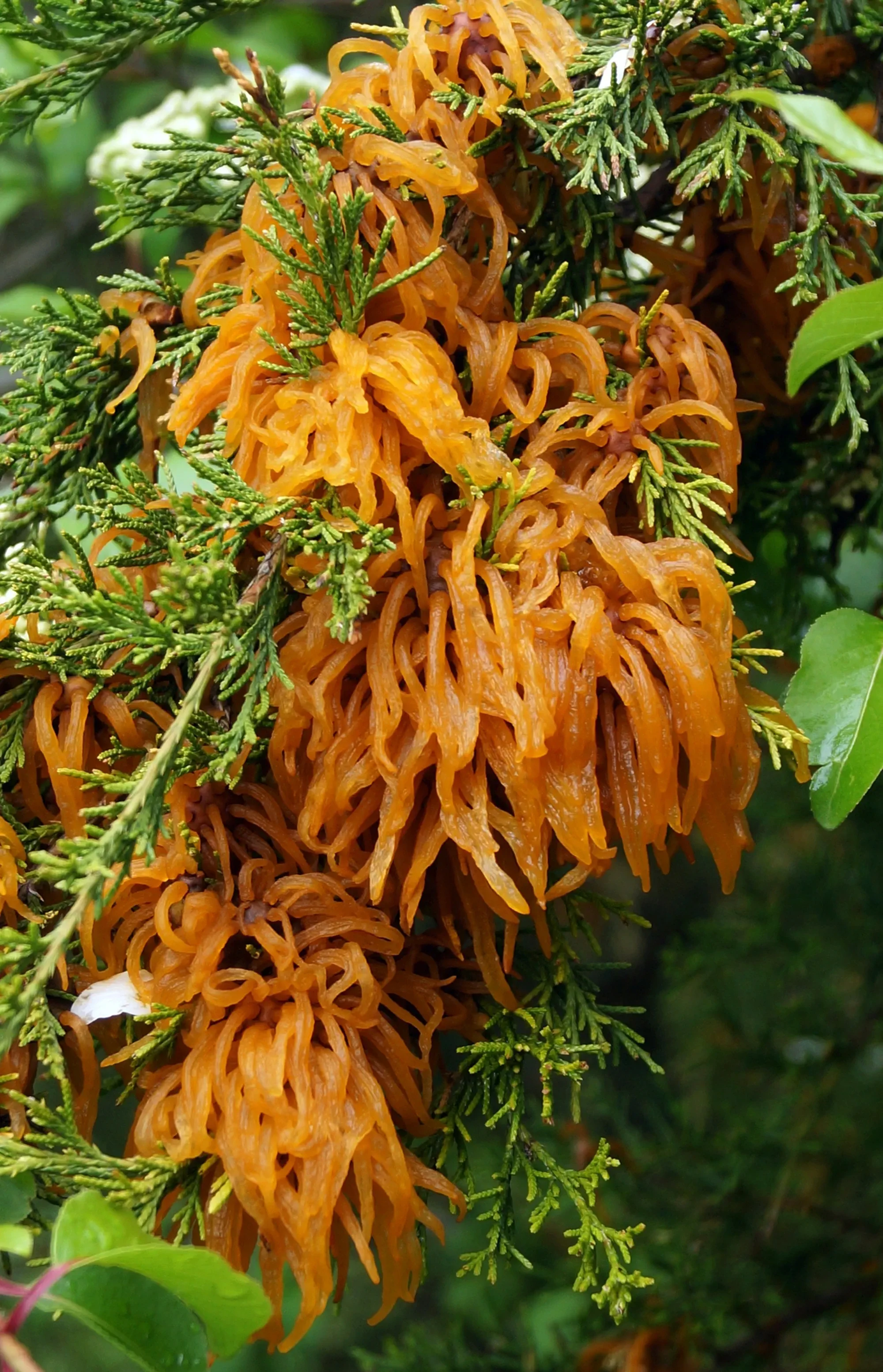 Cedar-apple rust (Gymnosporangium juniperae-virginianae) gall with telial horns on eastern red cedar (Juniperus virginiana)