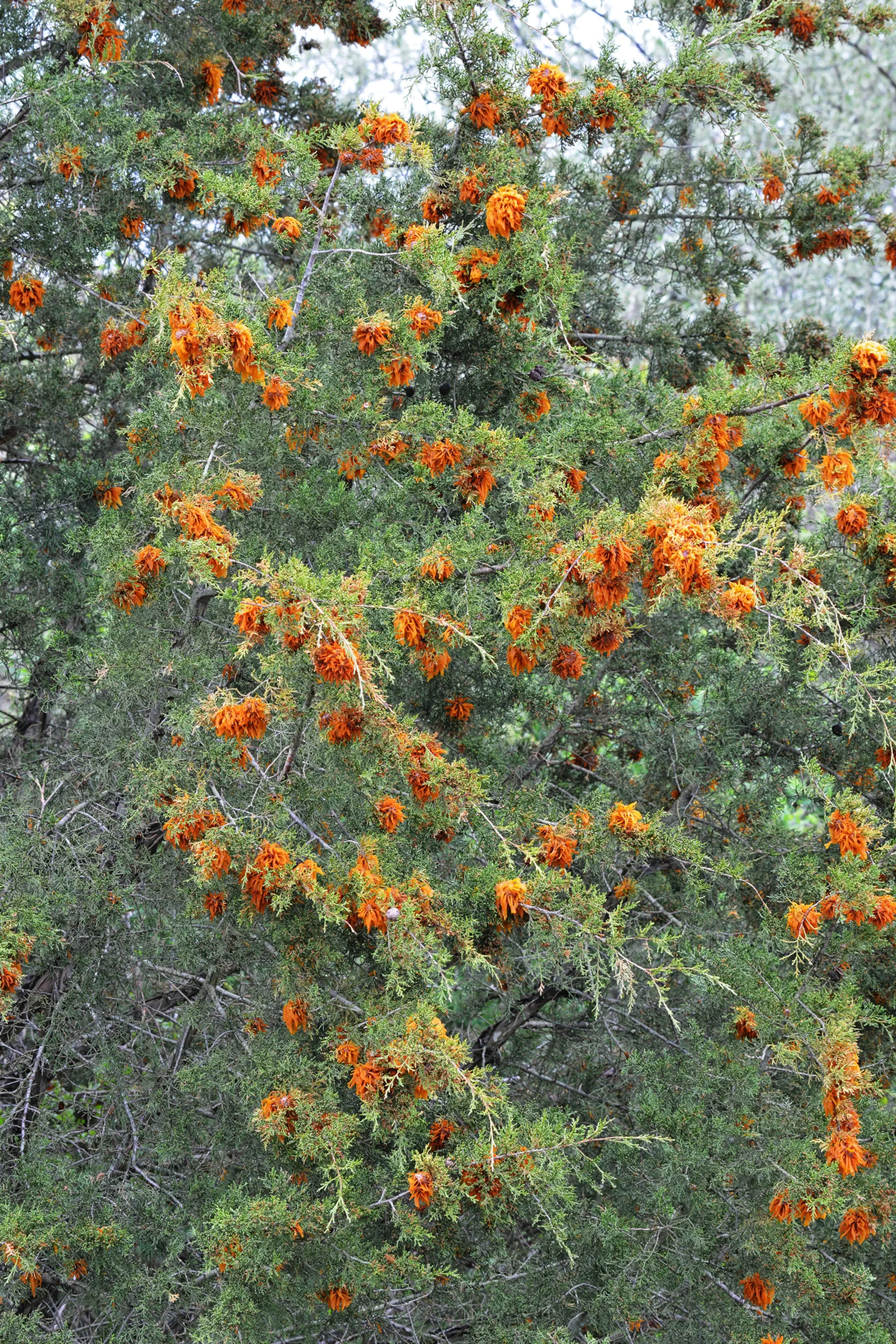 Cedar apple rust Gymnosporangium juniperi-virginianae fungus