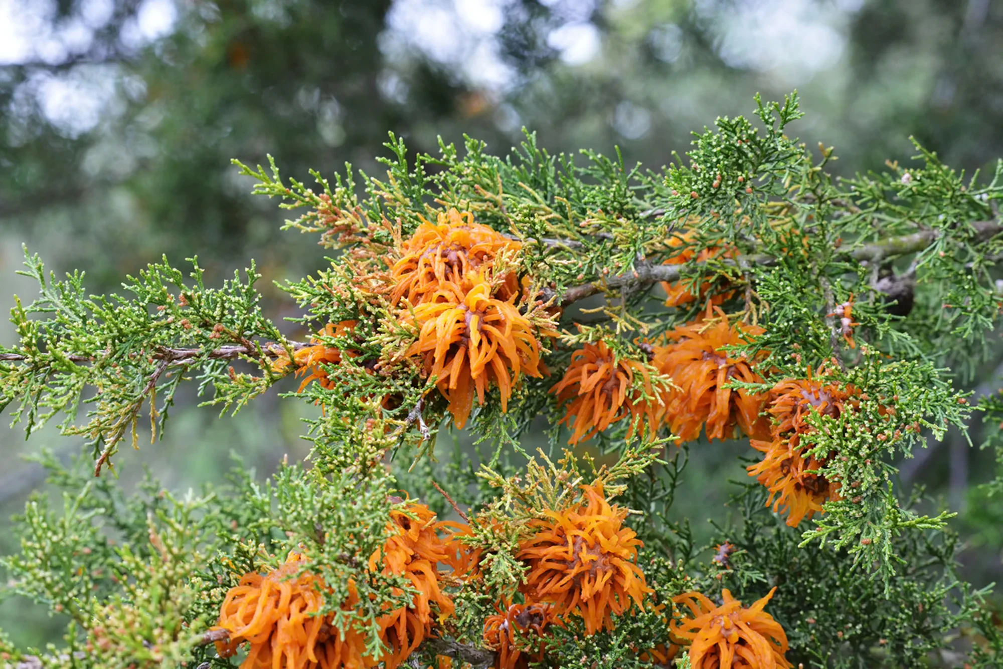 Cedar apple rust Gymnosporangium juniperi-virginianae fungus