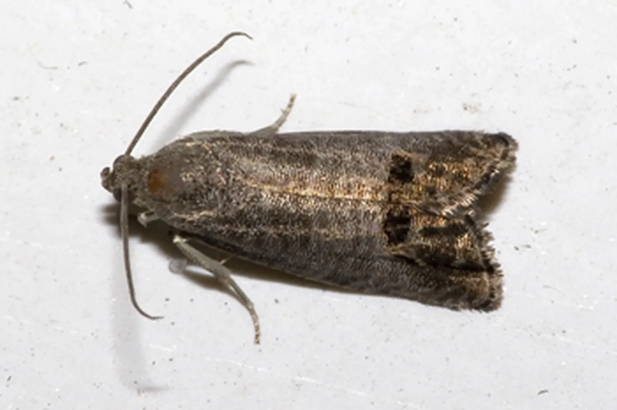 The Codling Moth