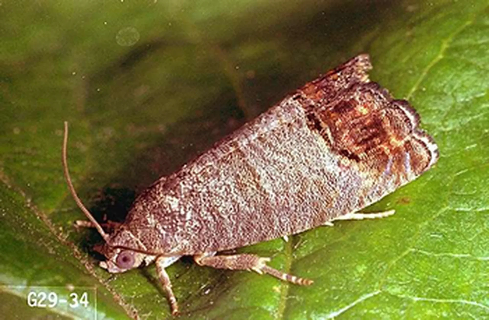 The Codling Moth