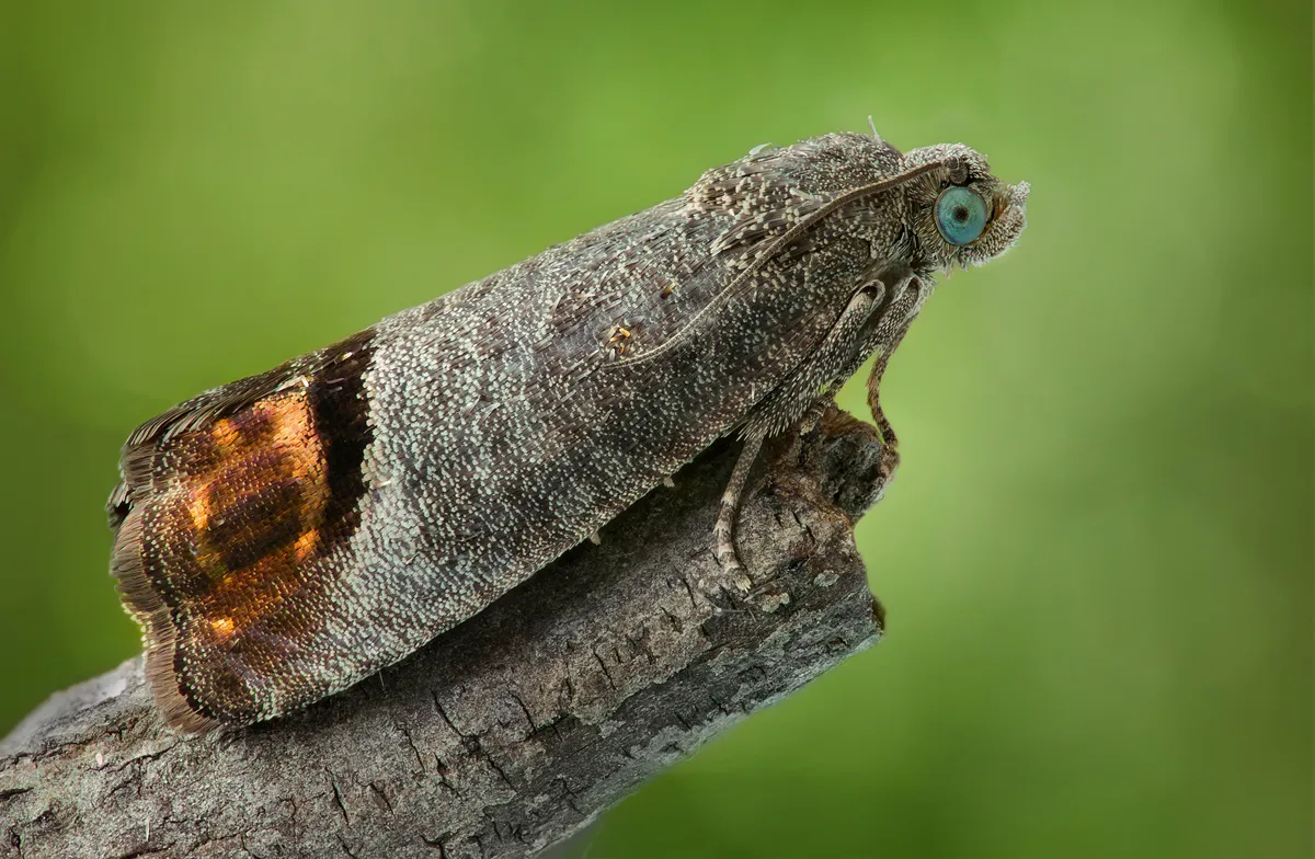 Codling Moths
