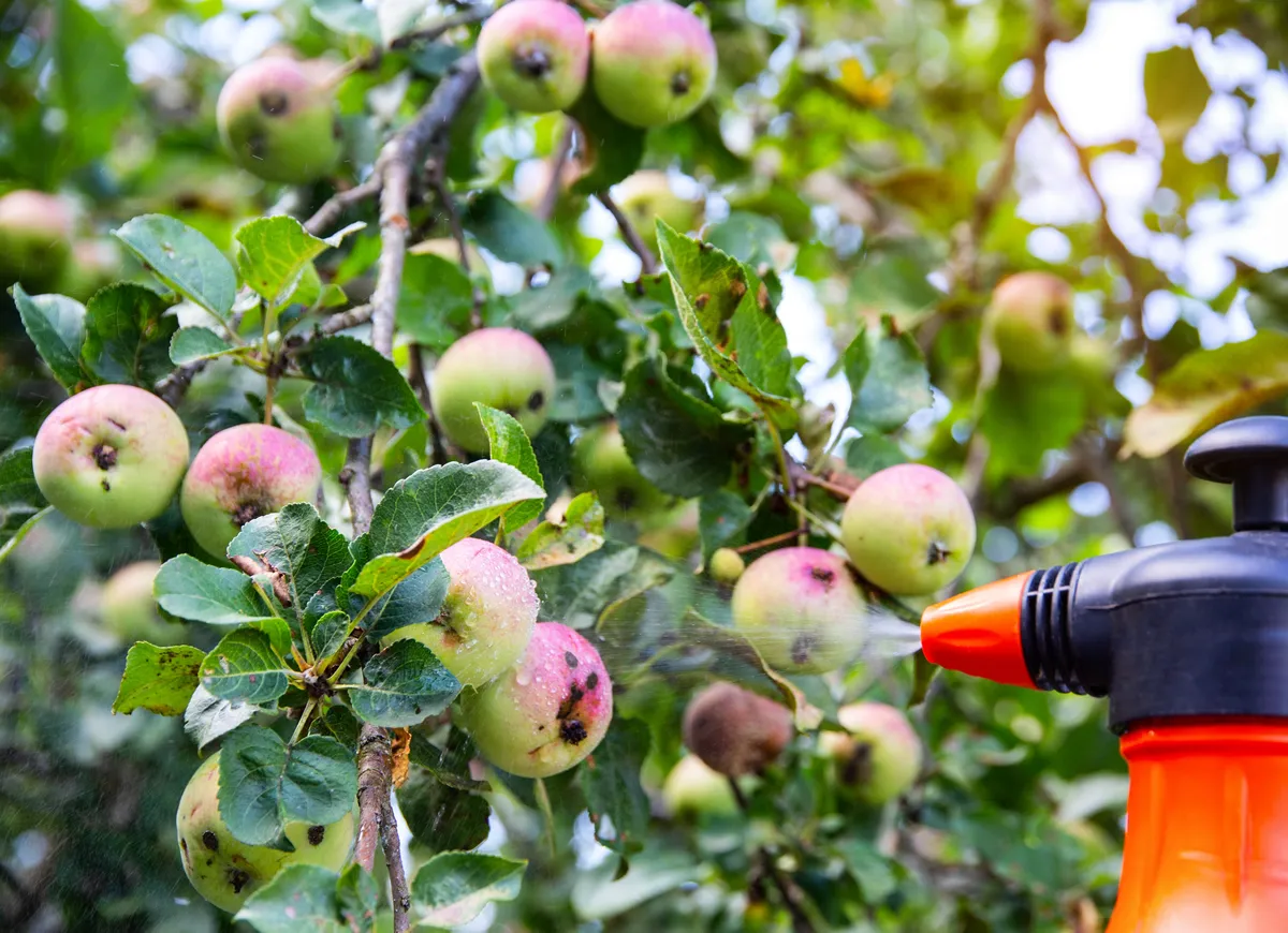 Spraying an apple tree with fruits from codling moth and aphids. Treatment of apple trees with copper sulphate and ammonia.