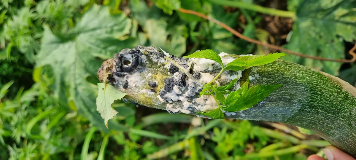 zucchini plant having severe infestation of sclerotinia sclerotiorum
