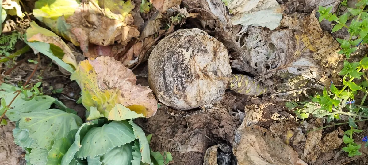 Sclerotinia sclerotiorum causing head rot of cabbage