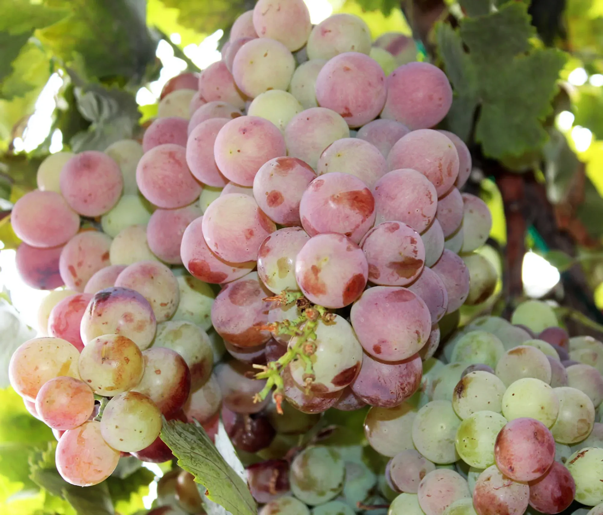 Table grapes growing over a patio trellis affected by Downy Mildew Uncinula necator with the fungus erisiphales prevalent in hot humid and damp weather.