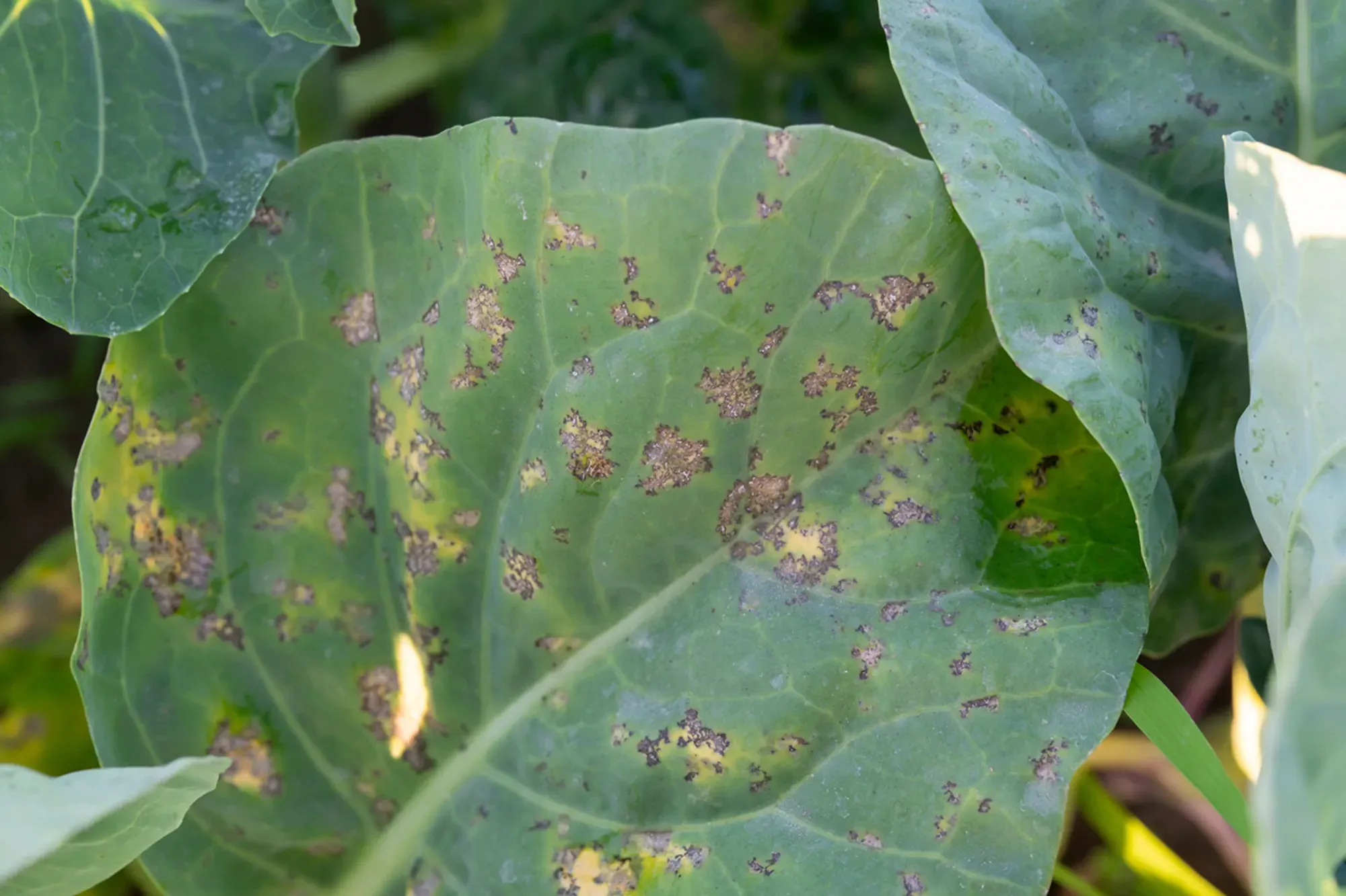 downy mildew in kale lea