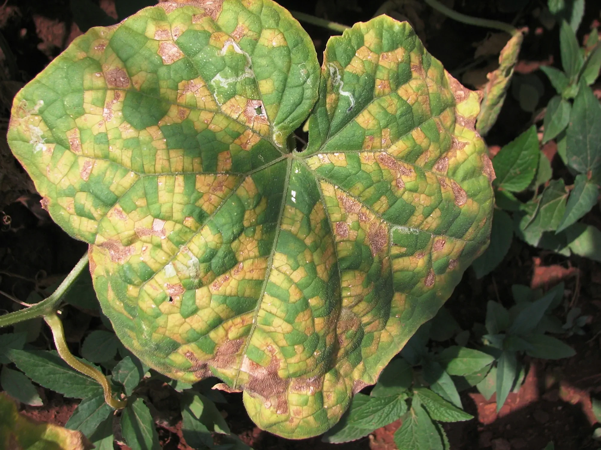 Downy mildew disease on cucumber