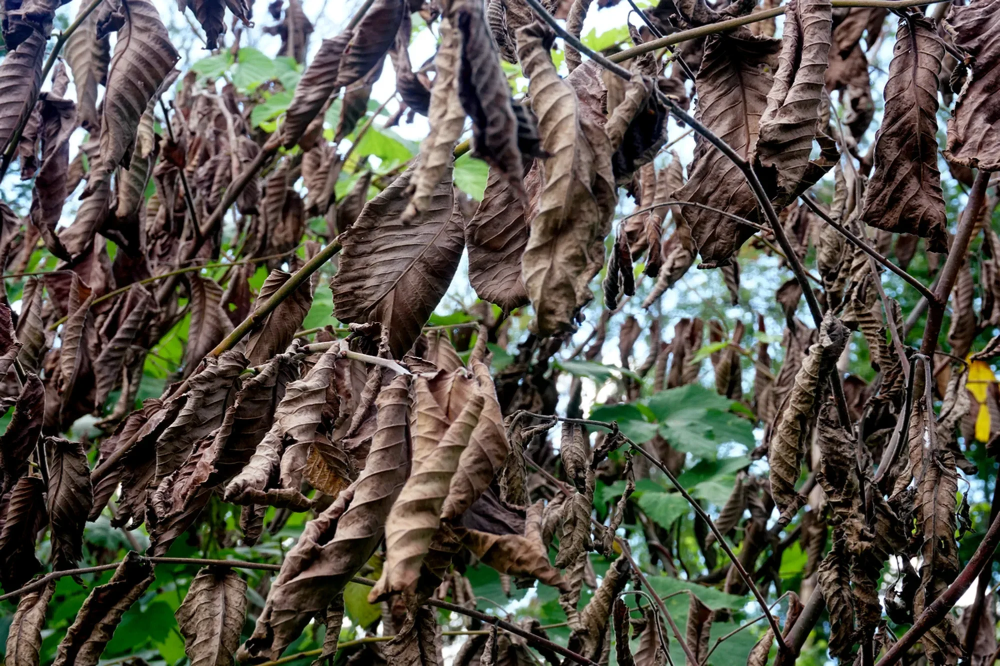 Branches with dead leaves on a dying elm tree suffering from dutch elm disease. Green leaves background