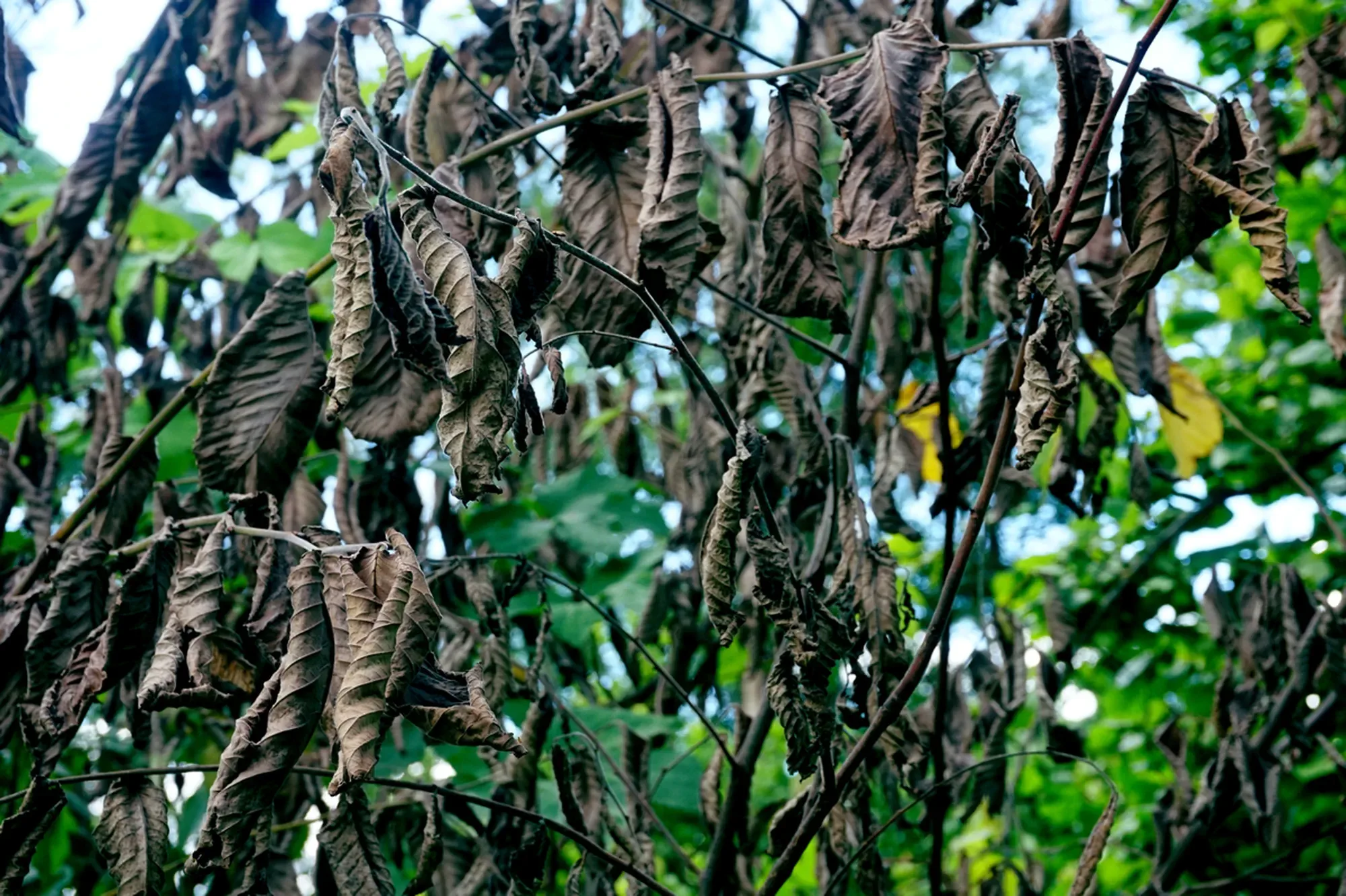 Branches with dead leaves on a dying elm tree suffering from dutch elm disease. Green leaves background
