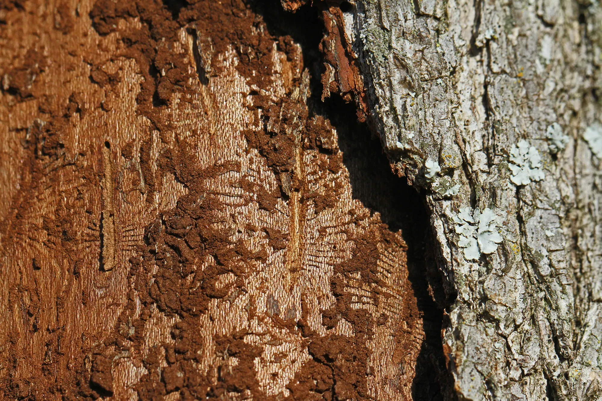 trunk of an elm tree Latin ulmus or frondibus ulmi showing the effect of Dutch elm disease also called grafiosi del olmo and the pattern the beetle has made by boring into the trunk of the dying tree