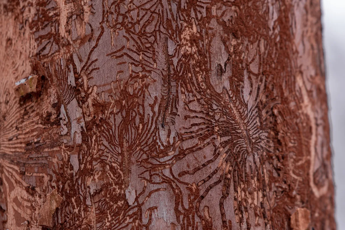 Elm from the Ulmaceae family attacked by pests in the winter season. Dry tree due to atmospheric conditions and climate change