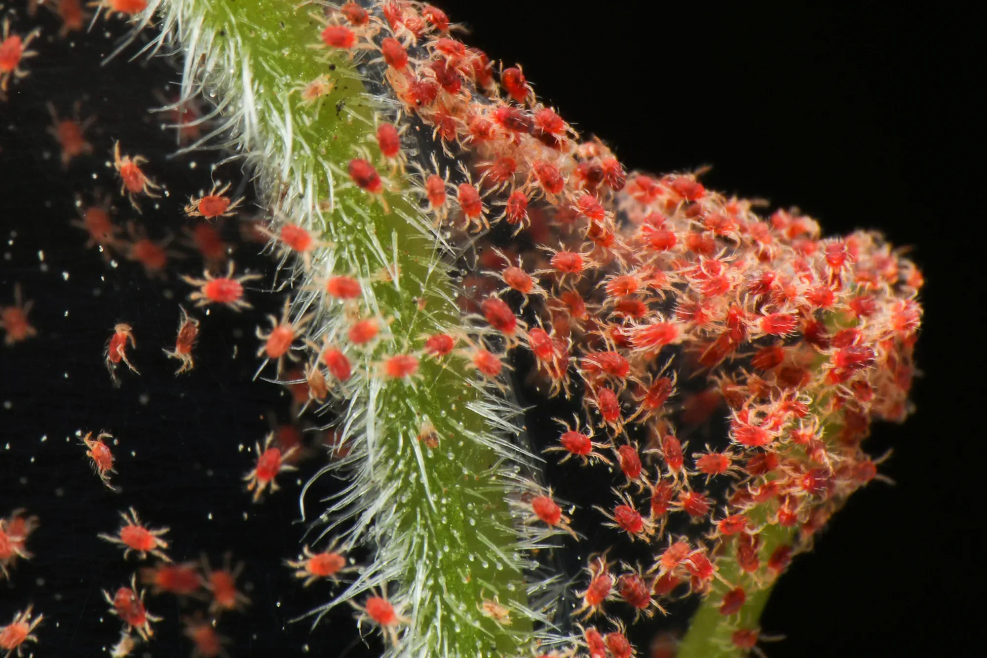 A Colony of Spider Mites