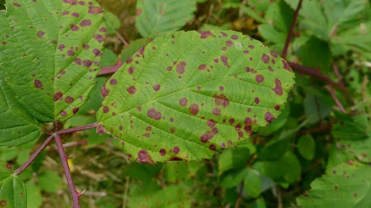 Rust Disease and Rust Fungi
