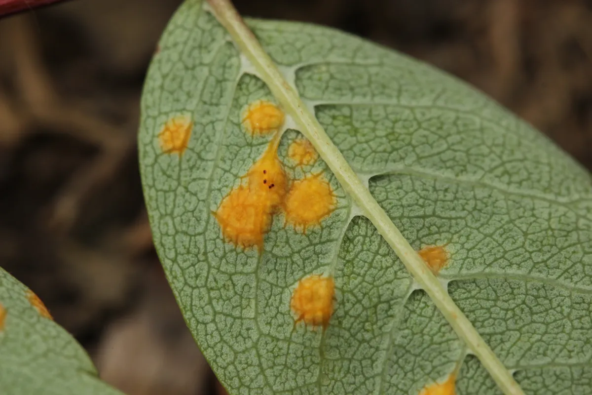Rust Disease and Rust Fungi