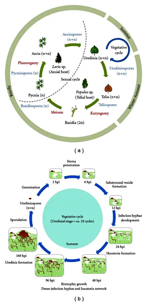 Rust Disease and Rust Fungi