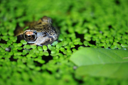 A frog is happy in the duckweed