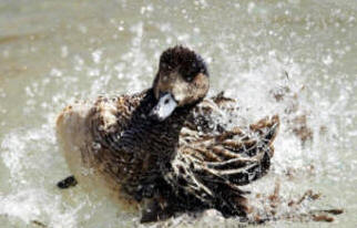 A splashing duck can soon lower the water level in a small pond!